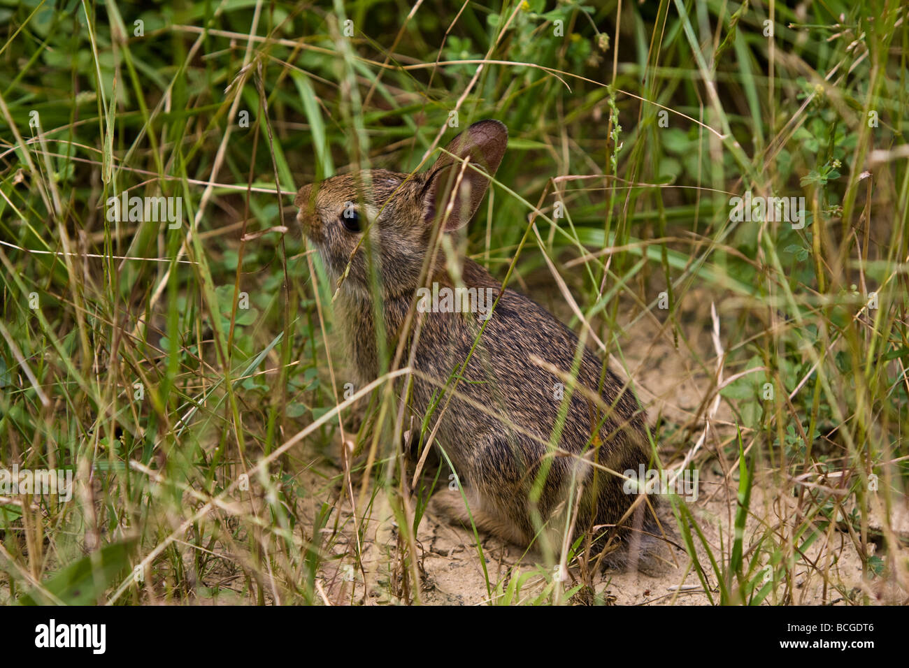 Baby rabbit tries to hide in the grass from the big bad photographer