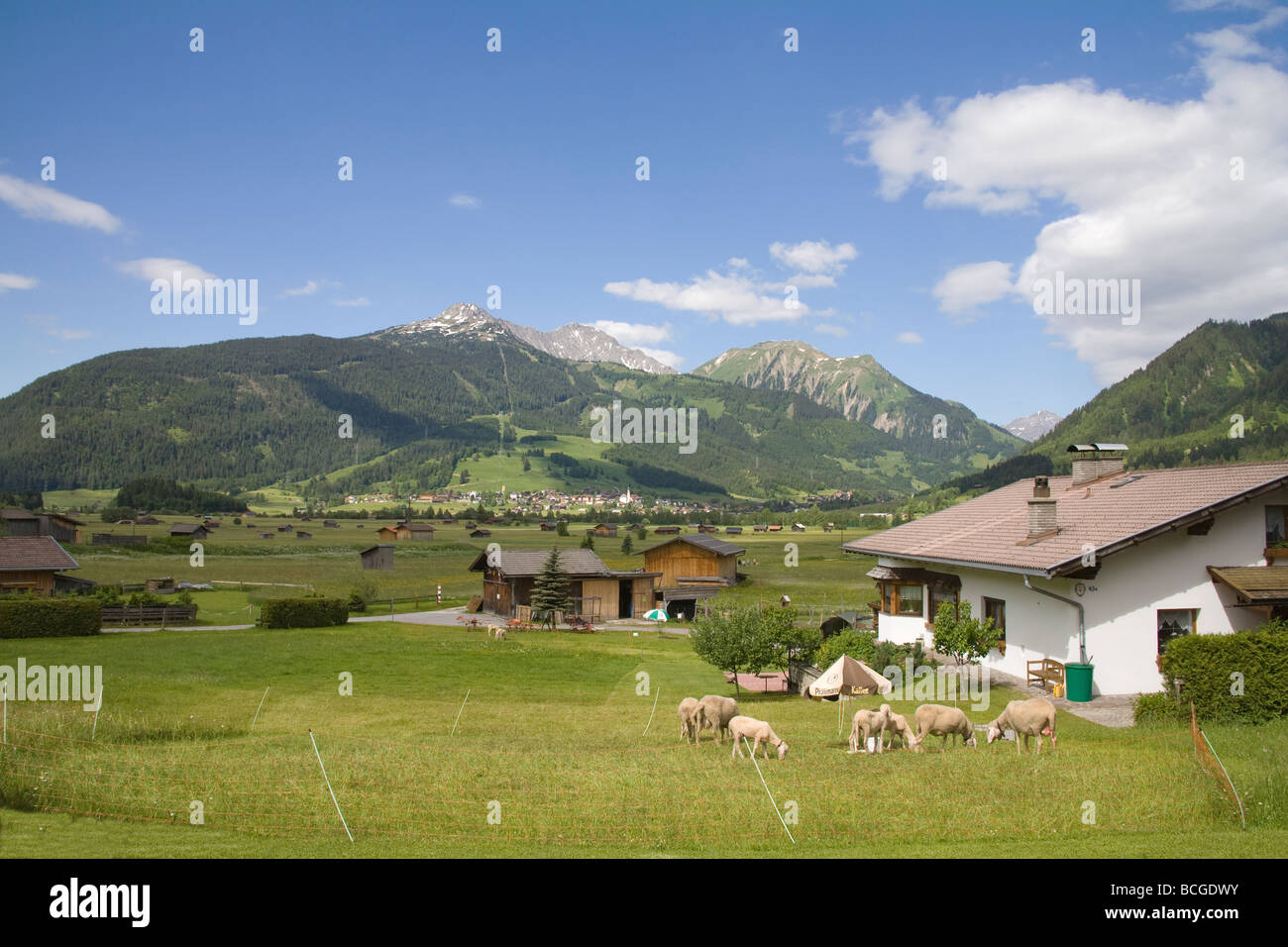 Ehrwald Austria EU May Looking across this ski resort village with a flock of sheep grazing Stock Photo