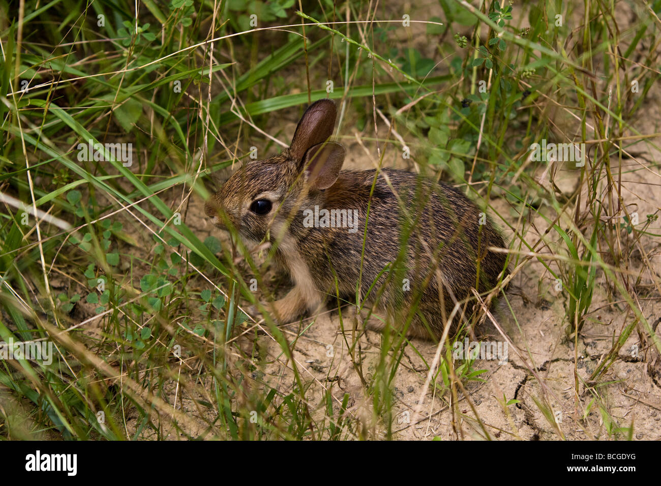 Baby rabbit tries to hide in the grass from the big bad photographer