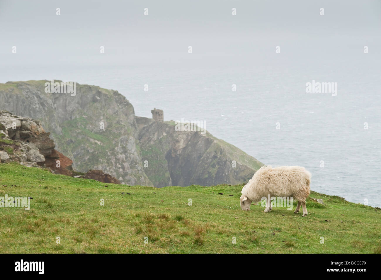 Irish sheep on the Bunglas cliffs in County Donegal Stock Photo