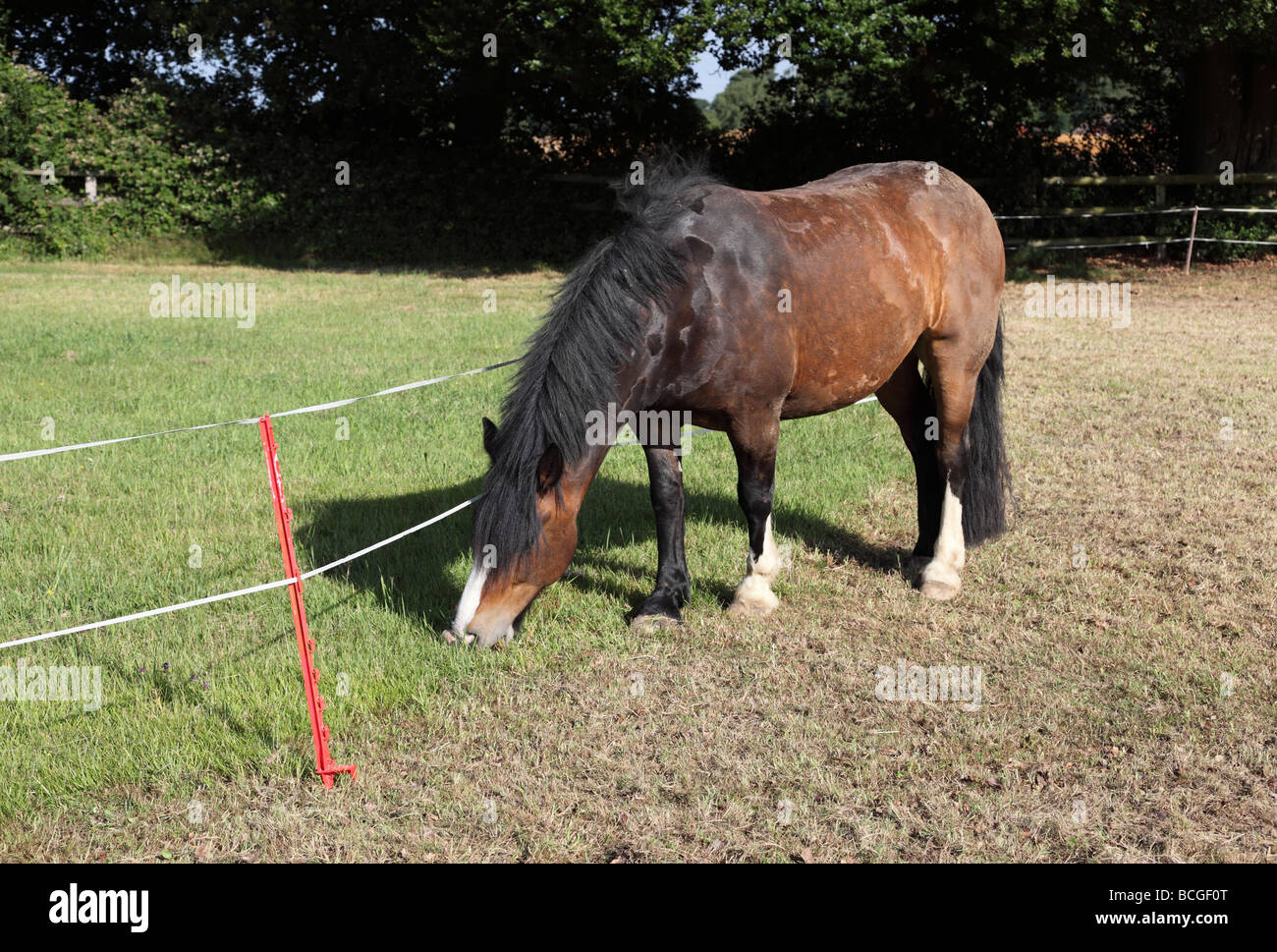 Temporary moveable electric fencing being used to restrict grass grazing for a horse Stock Photo