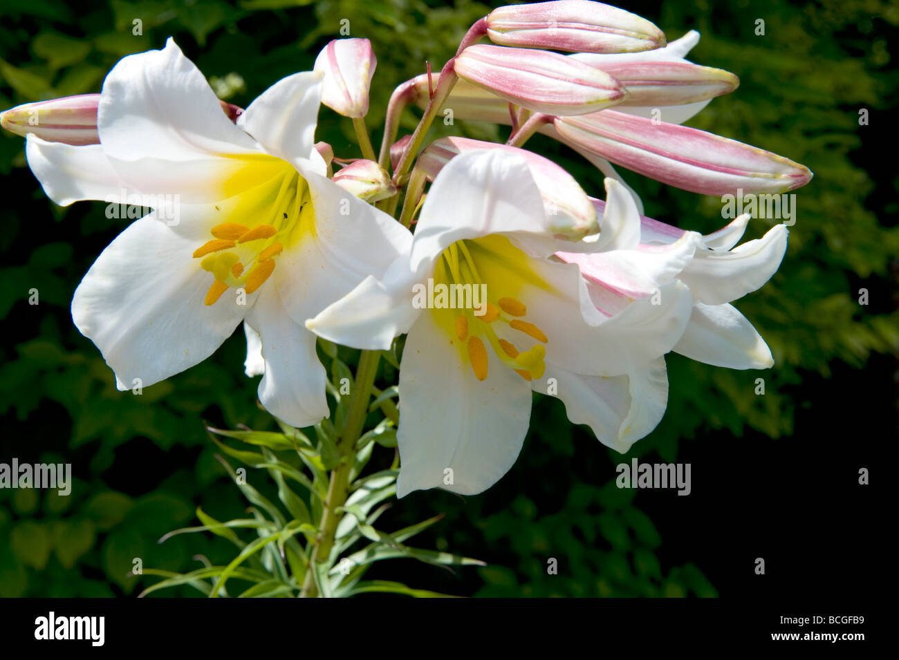 Liliaceae Lilium Lily regale `Regal Lily` Stock Photo - Alamy