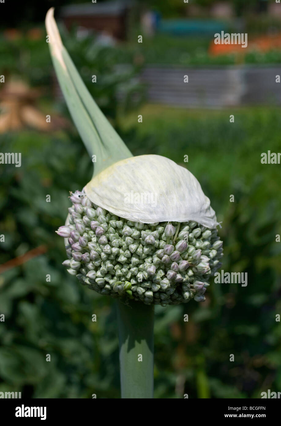 Onion flower heads bursting out Stock Photo Alamy