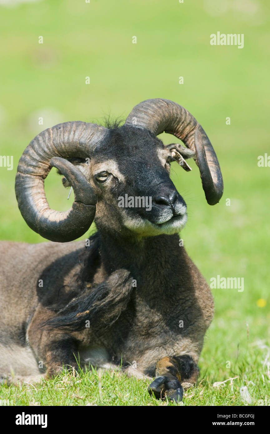Soay Sheep Ram, Village Bay, Hirta, St Kilda, Scotland, WORLD HERITAGE SITE Stock Photo