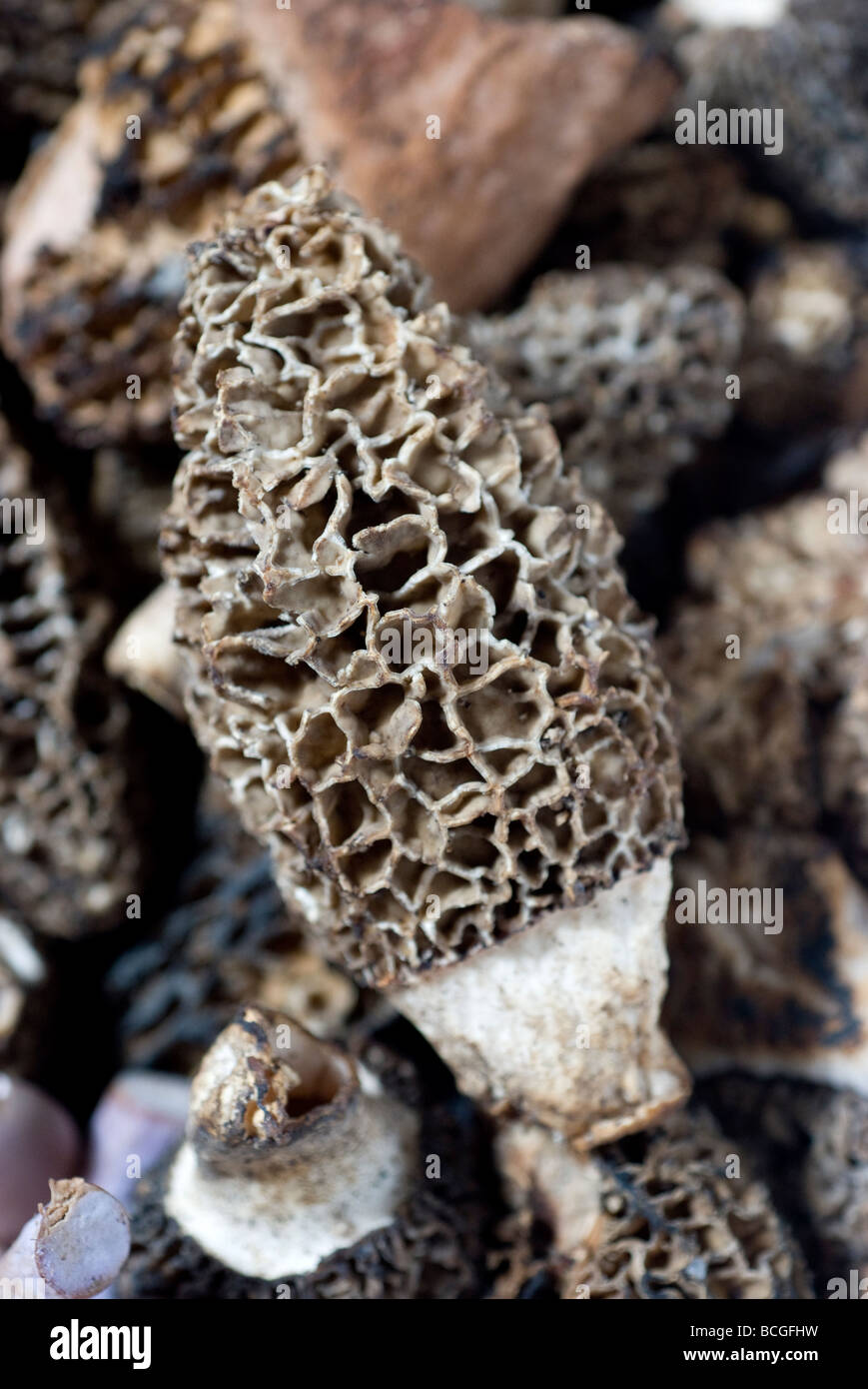 Fresh raw foods, morel mushroom Stock Photo Alamy