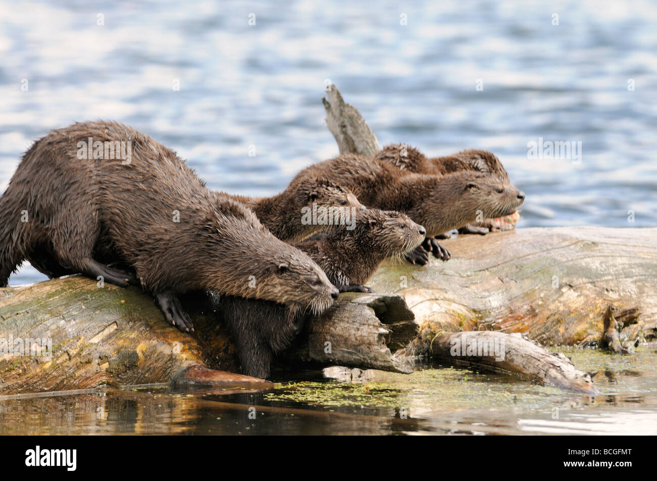 Stock photo of a river otter family on a log, Yellowstone National Park, Montana, 2009. Stock Photo