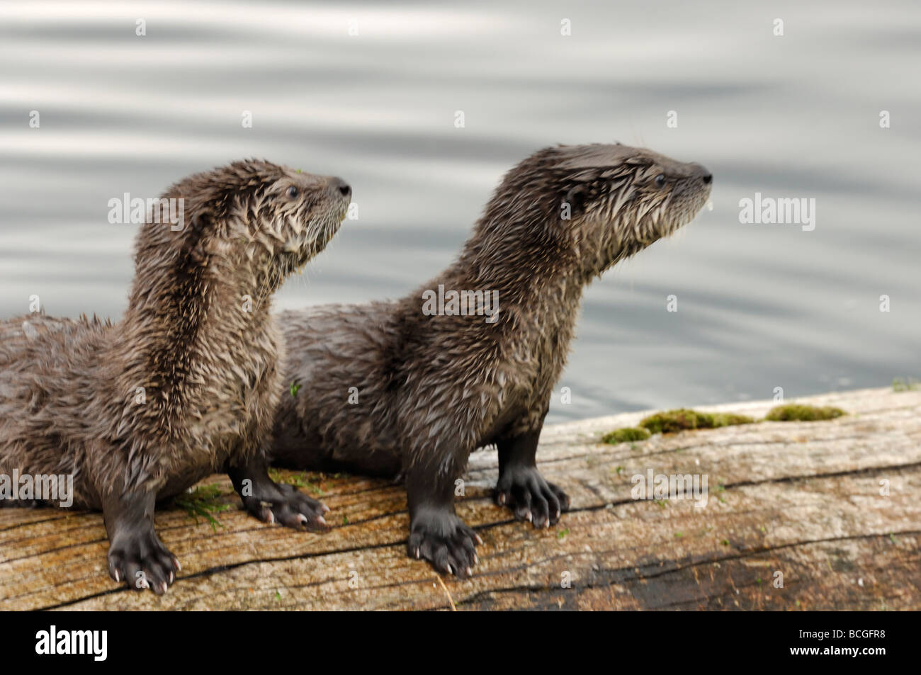 Stock photo of two river otter pups sitting on a log at a lake, Yellowstone National Park, Montana, 2009. Stock Photo