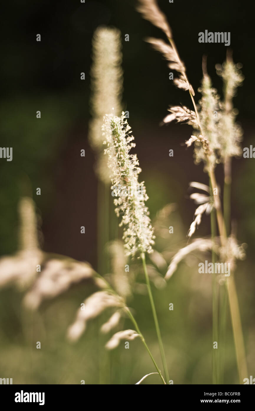 Close up of English meadow grass' in summer Stock Photo