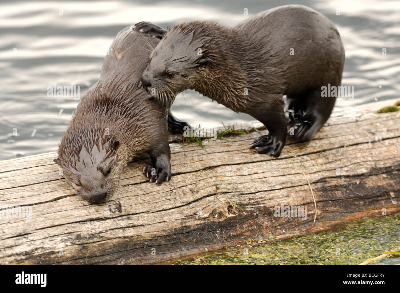 Stock photo of two river otter pups playing on a log at a lake, Yellowstone National Park, Montana, 2009. Stock Photo