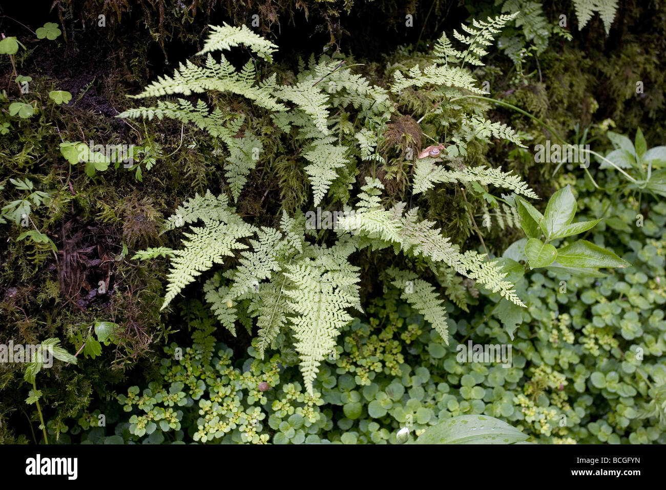 Brittle Bladder Fern Cystopteris fragilis growing in limestone crevice in Monk's Dale Derbyshire