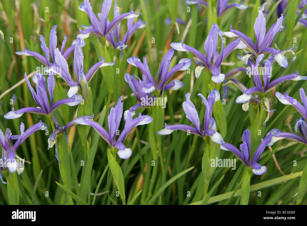 Iris sintenisii, Iridaceae, South East Europe and Turkey. Stock Photo
