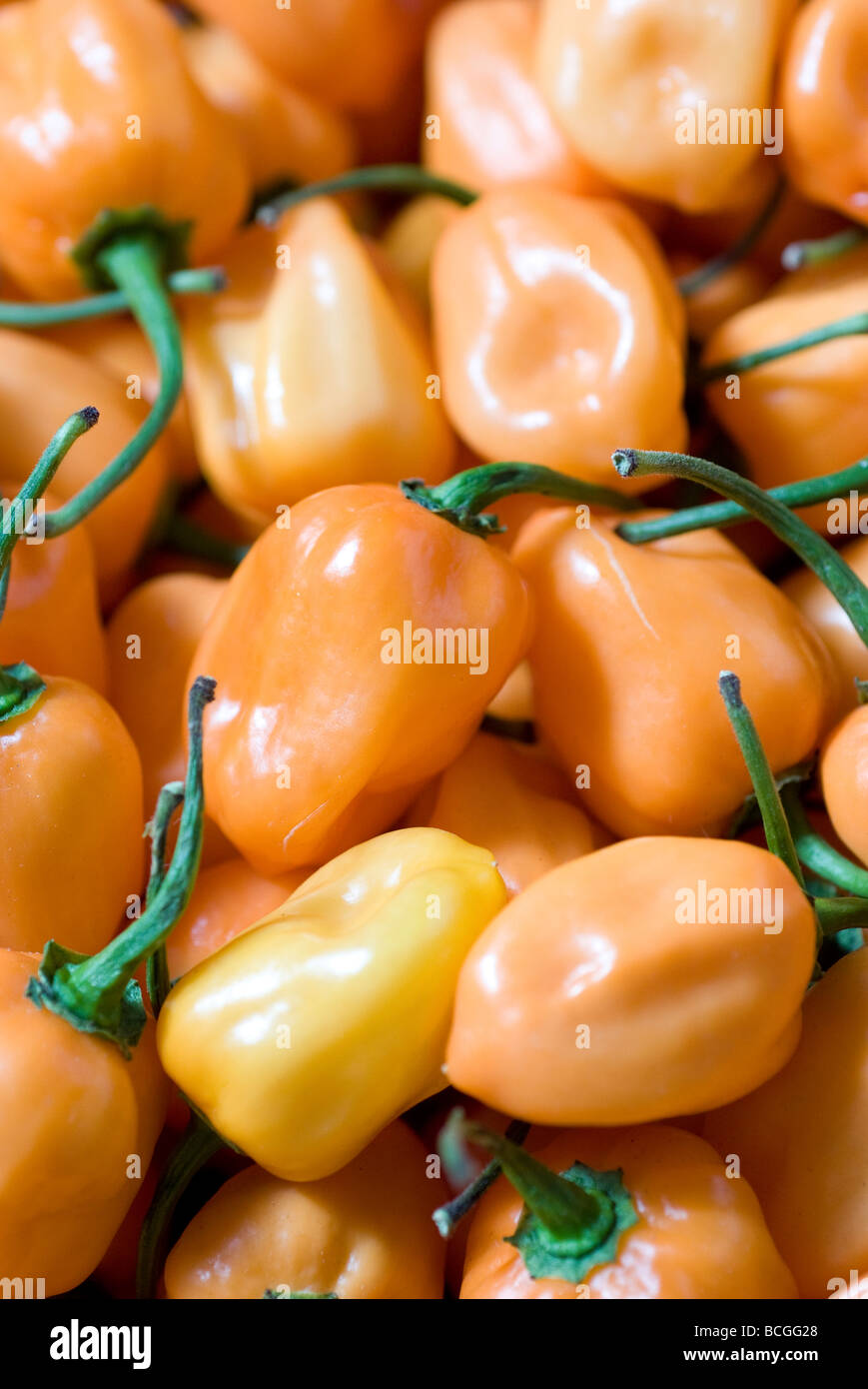 Habanero pepper hires stock photography and images Alamy