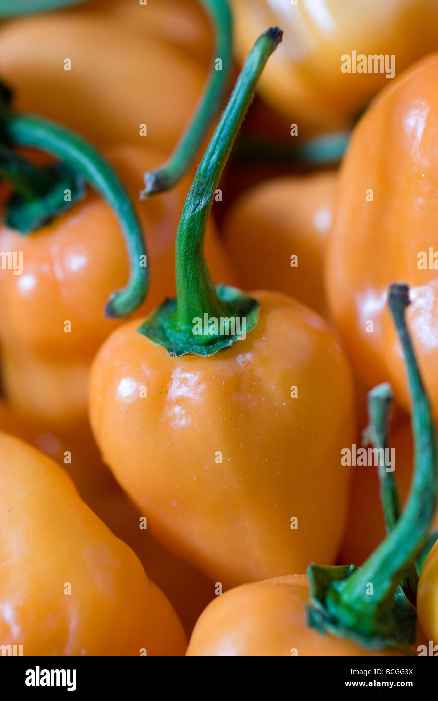 Fresh raw foods, habanero pepper Stock Photo Alamy