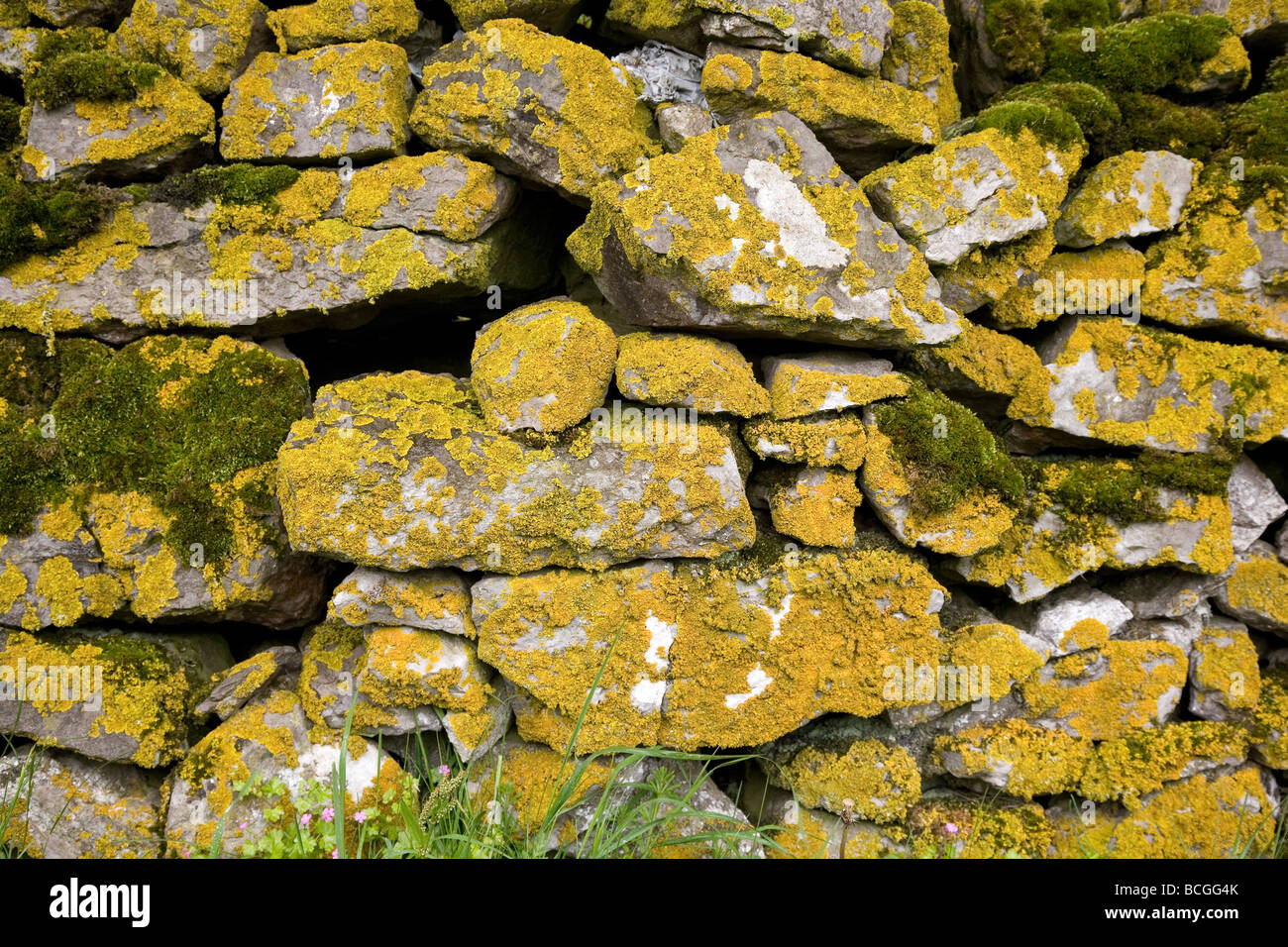 Lichen Xanthoria perietina colouring a dry limestone wall in Derbyshire along with the white lichen Crottle or Cudbear Stock Photo