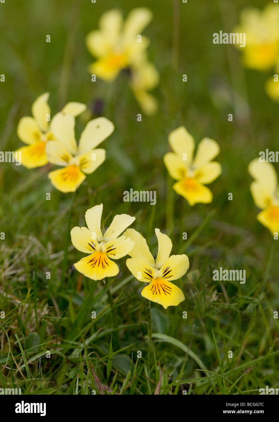Mountain pansy Viola lutea flowers growing in the Derbyshire Peak District Stock Photo