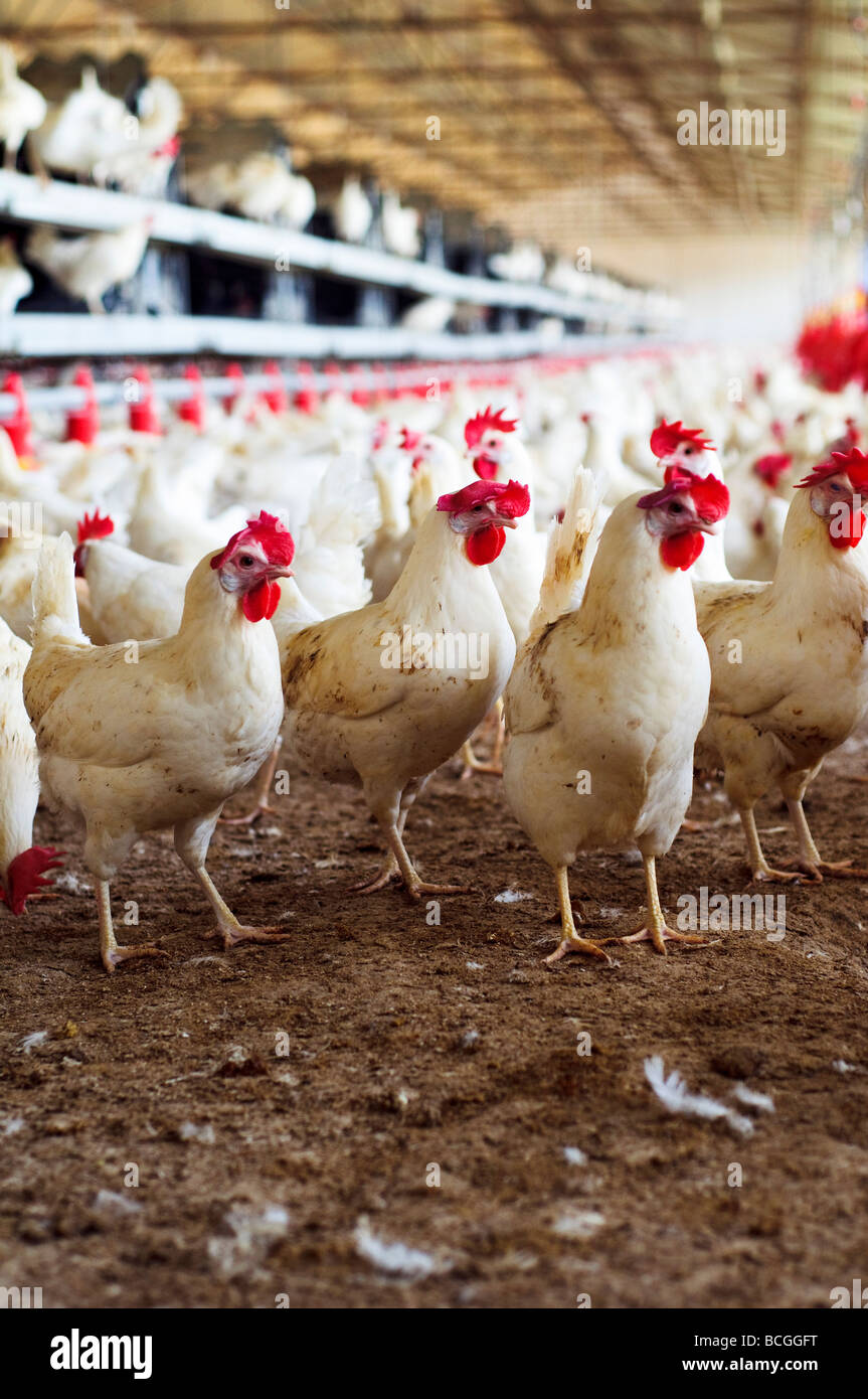Chicken coop hires stock photography and images Alamy