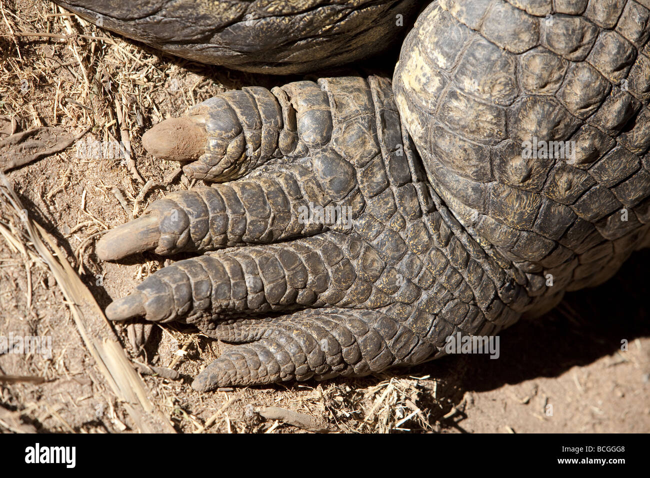 Croc foot hires stock photography and images Alamy