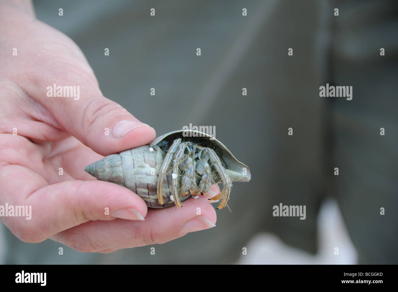 A hermit crab living in a snail shell dredged from New York City harbor Stock Photo Alamy