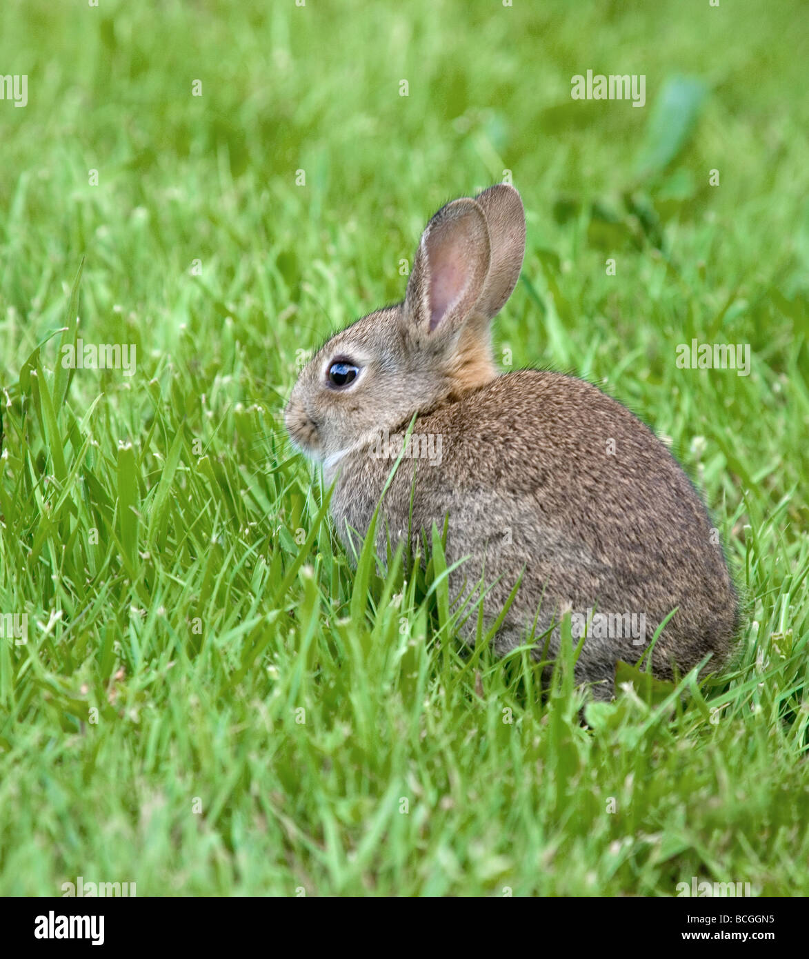 Young European rabbit Oryctolagus cuniculus feeding on spring grass Stock Photo