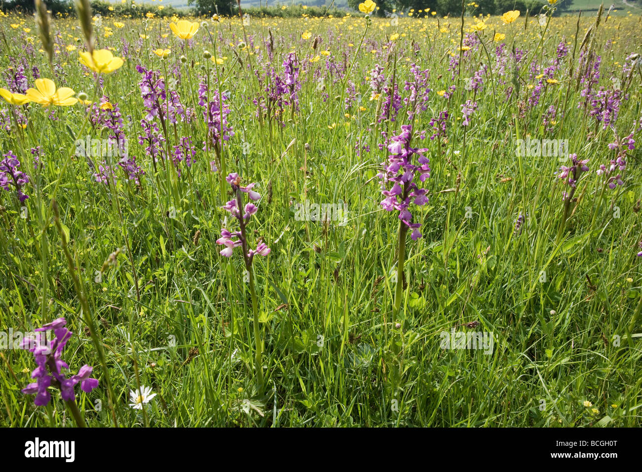Green Winged Orchid Orchis morio growing profusely at Hardington Moor in Somerset Stock Photo