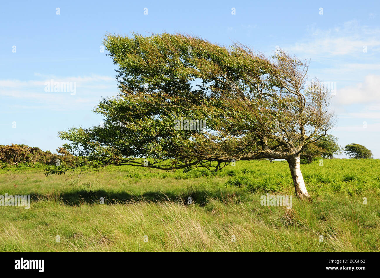 Windswpt trees at Ryers Down Loughor Estuary Gower Peninsula glamorgan Wales Cymru UK Stock Photo