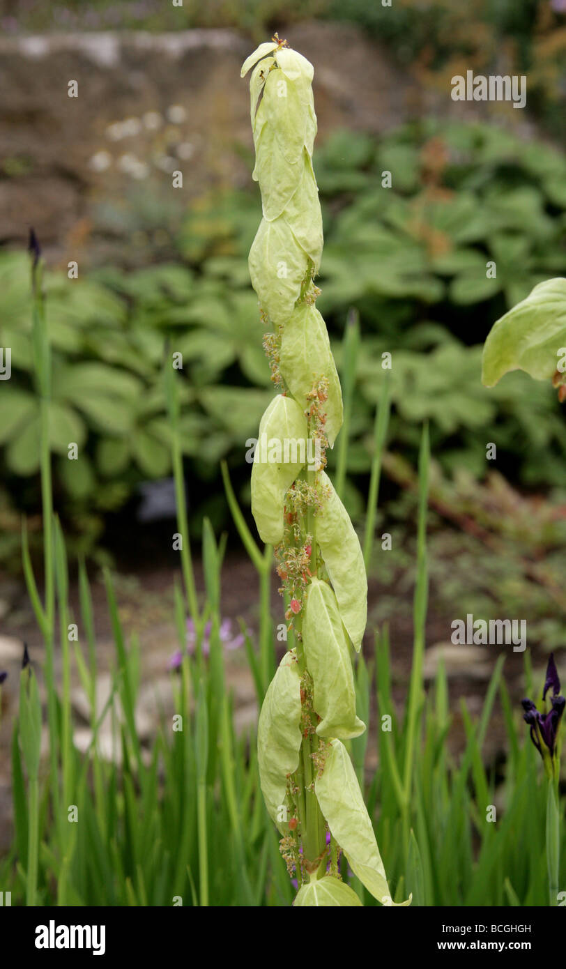 Rheum alexandrae, Polygonaceae, Southern Central China and  Tibet.  A Member of the Rhubarb Family. Stock Photo