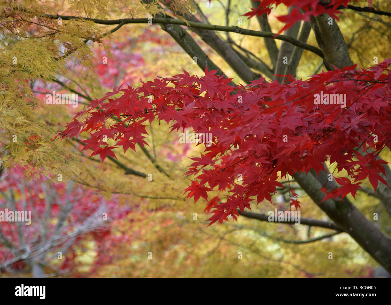 Maple leaves at Westonbirt Arboretum Gloucestershire in Autumn Stock Photo