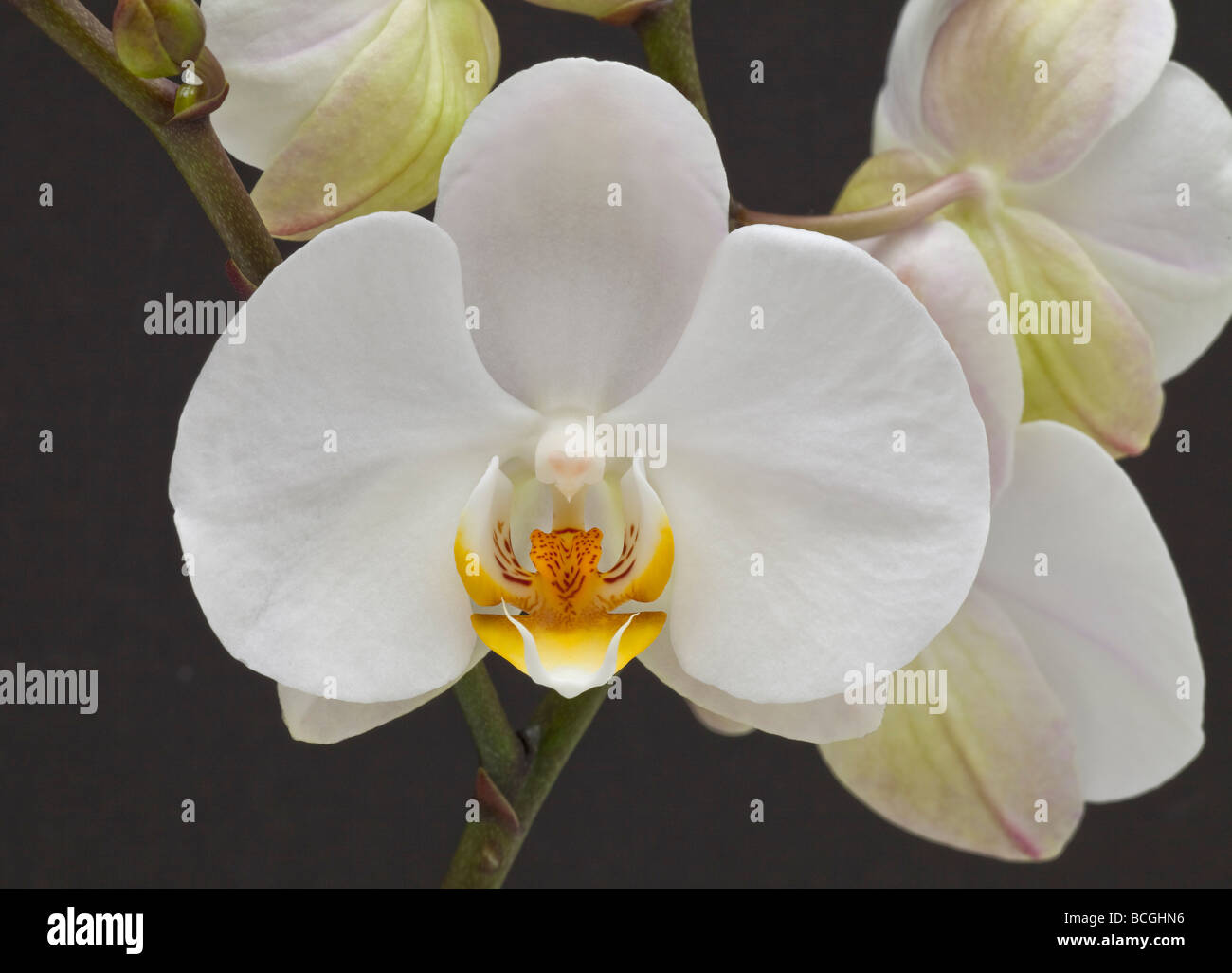 white phalaenopsis hybrid orchid flower Stock Photo
