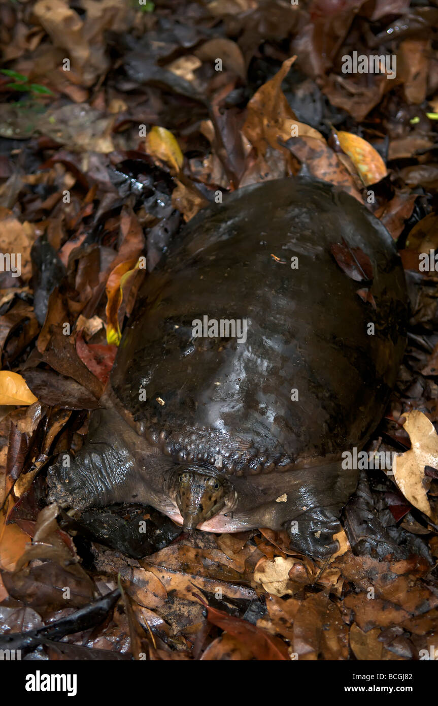 Asiatic or Asian soft shell turtle Amyda cartilaginea In Pang Sdia National Park Sakeo Thailand April 2009 Stock Photo