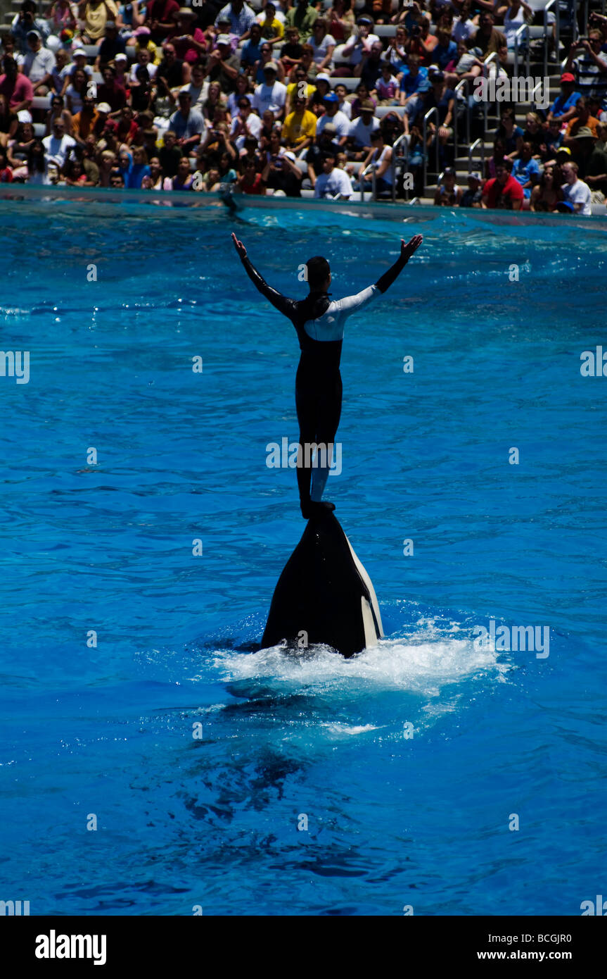 An orca lifts a trainer out of the water at a show at Sea World, San Diego. Stock Photo
