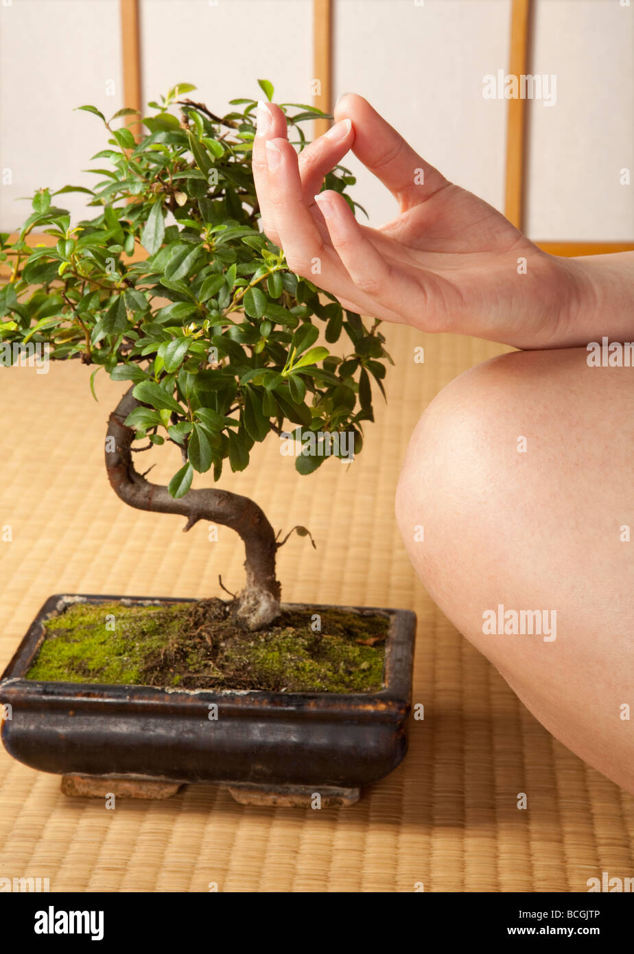 Meditating woman on a japanese tatami mat with Bonsai tree Stock Photo