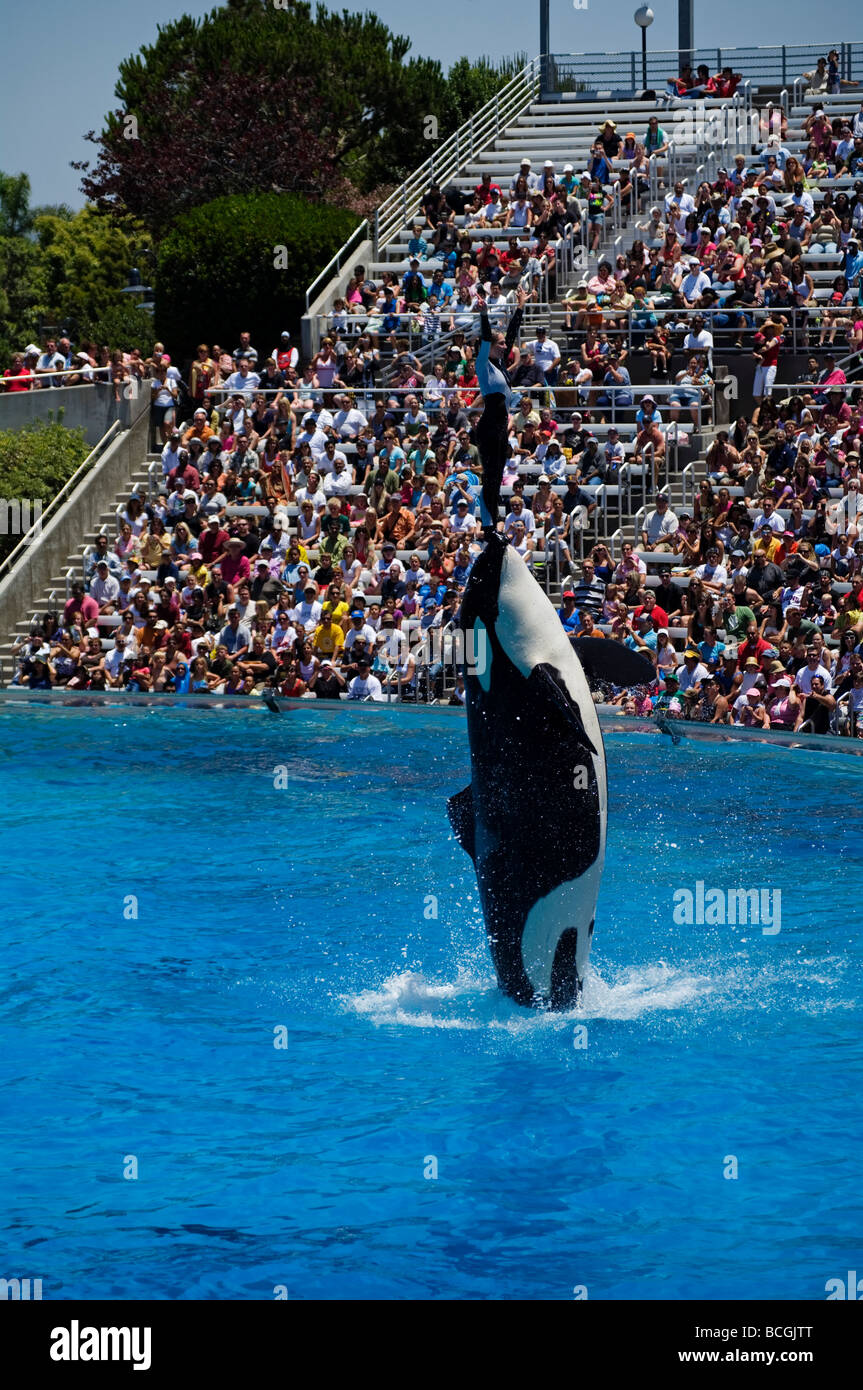 Trainer gets lifted out of the water by an Orca at Sea World San Diego. Stock Photo