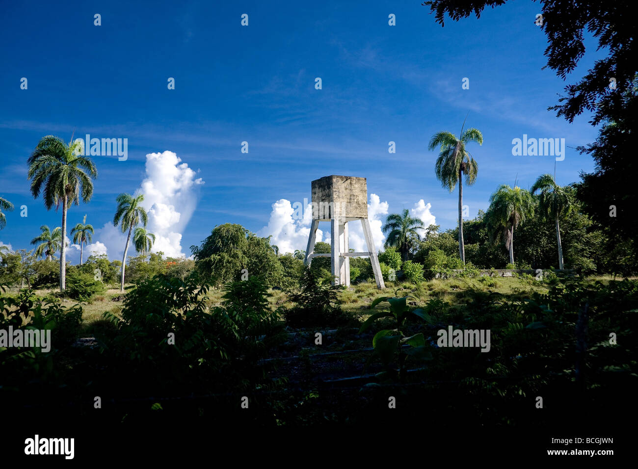 A water storage tank sits amongst the tall palm trees in Sosua Dominican Republic Stock Photo