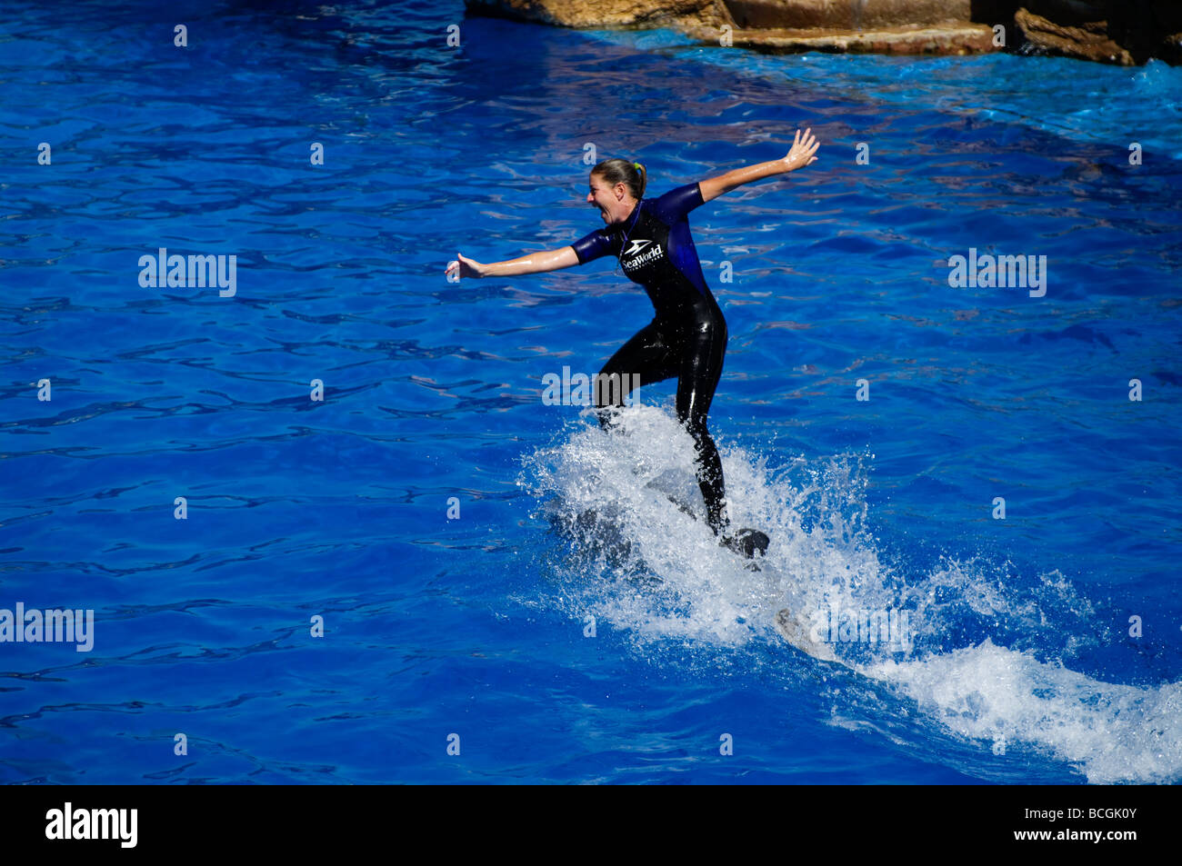 Sea World Trainer surfing an Orca Stock Photo