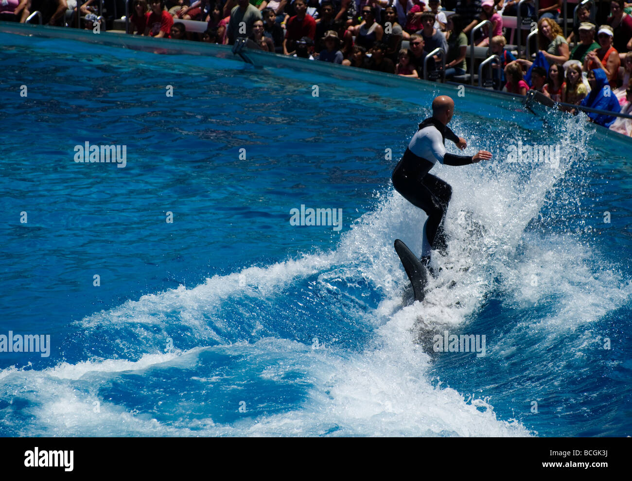 Trainer riding, surf style, on the back of an orca at Sea World, San Diego. Stock Photo