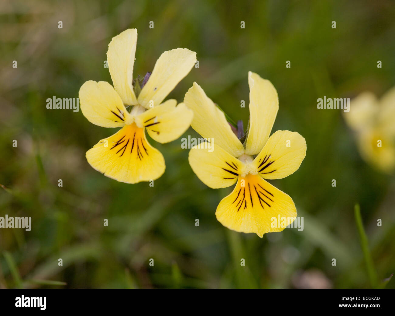 Mountain pansy Viola lutea flowers growing in the Derbyshire Peak District Stock Photo