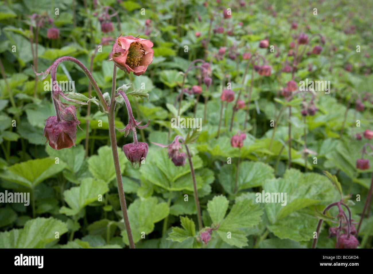 Water Avens Geum rivale growing in profusion at Lathkill Dale in the Derbyshire Peak District Stock Photo