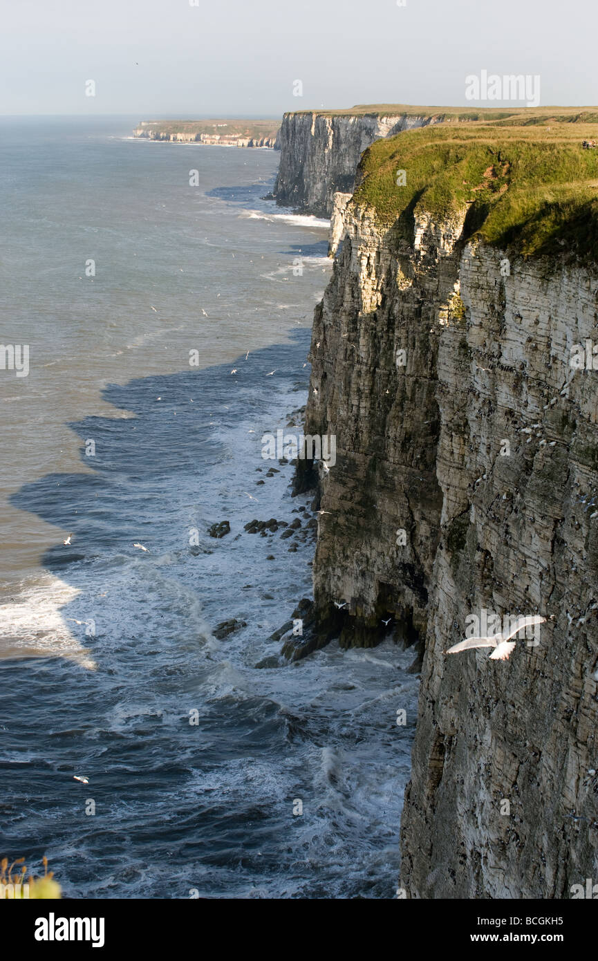 Bempton Cliffs Stock Photo