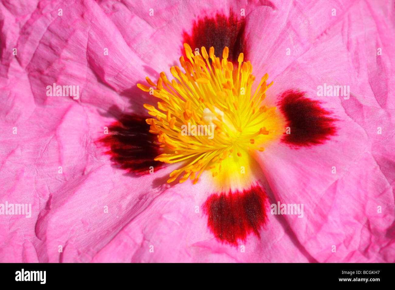 Dramatic close up of Cistus x purpureus, centre of flower with paperlike  petals and stamens. Stock Photo