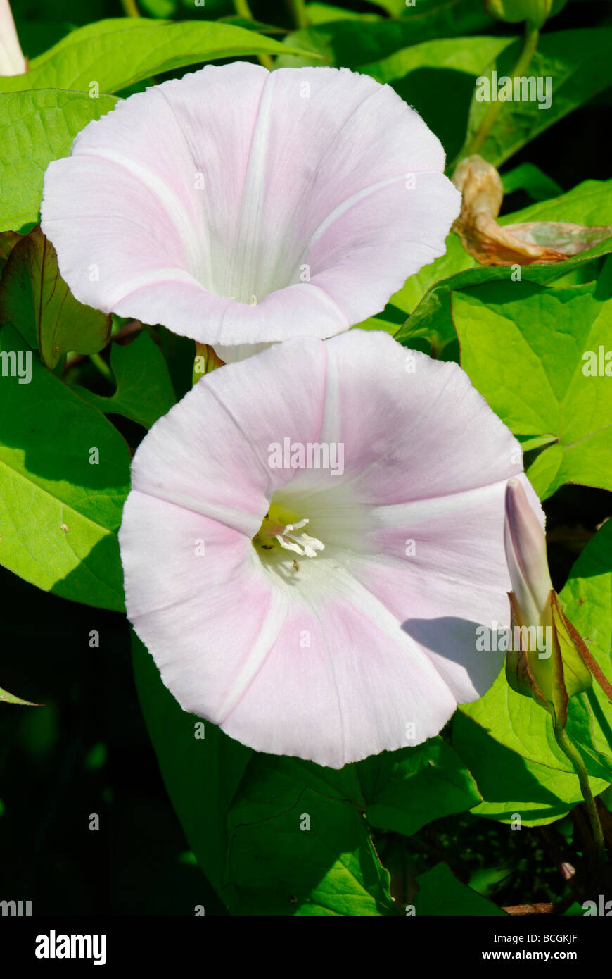 Field bindweed field morning glory small bindweed Convolvulus arvensis
