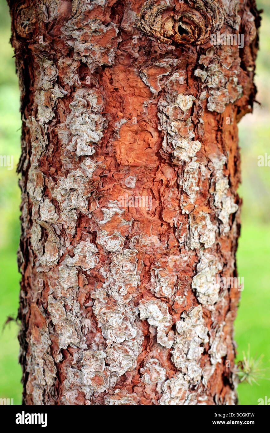 Canary Pine Pinus canariensis tree trunk with attractive bark Stock Photo