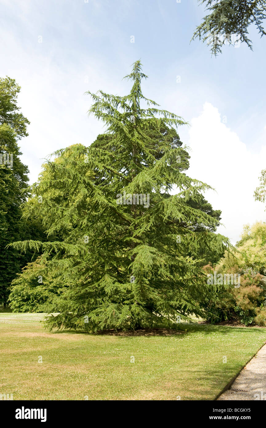 Cedrus Cedar deodara. Ideal large coniferfor a large garden. Stock Photo