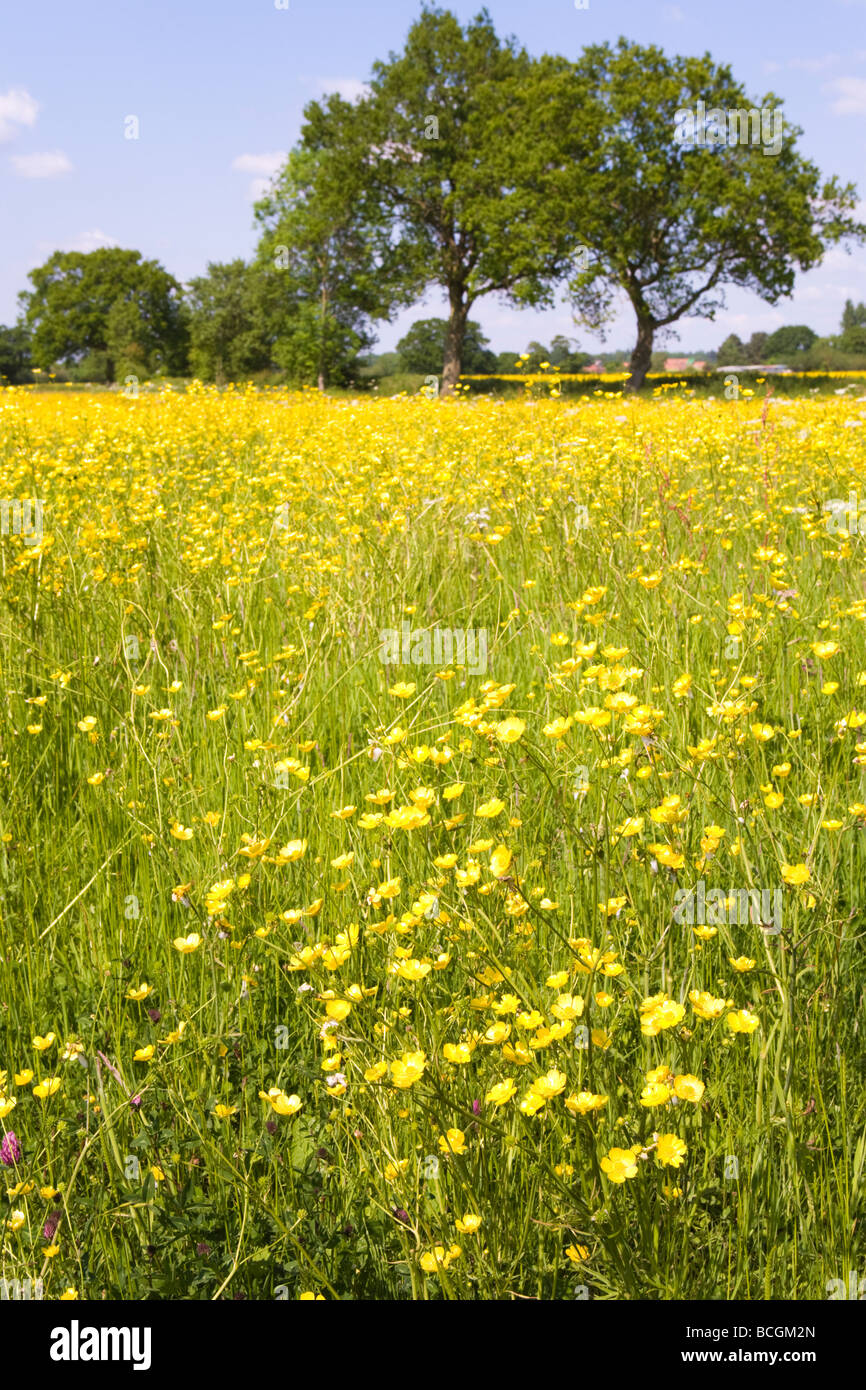 Buttercup with field hires stock photography and images Alamy