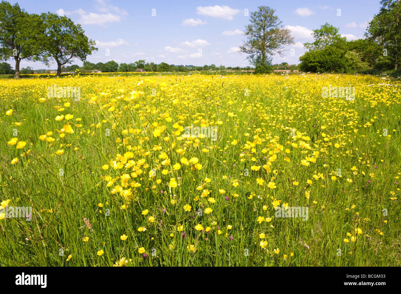 A field of buttercups hires stock photography and images Alamy