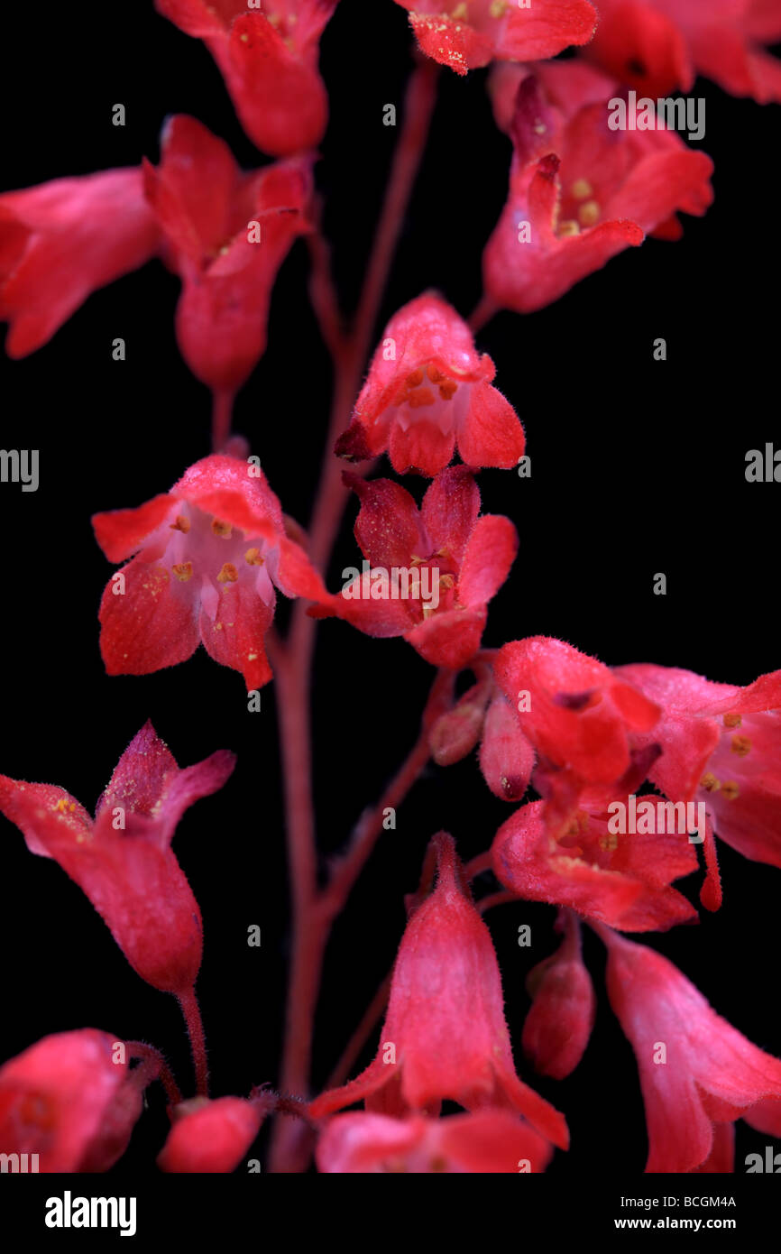 Coral Bell Flowers on a Black Background Stock Photo
