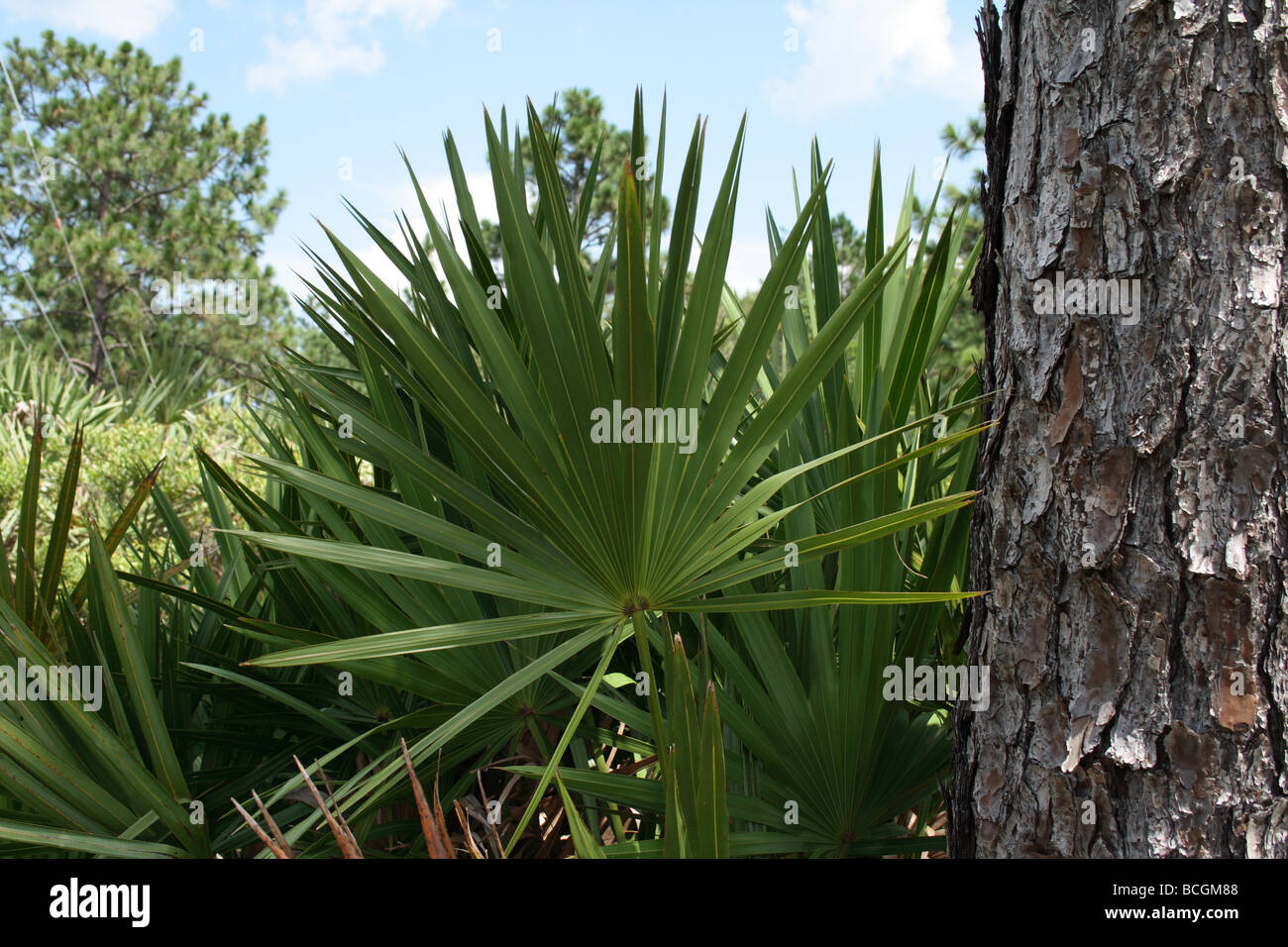 Saw palmetto (Serenoa repens) native plant to Central Florida Stock