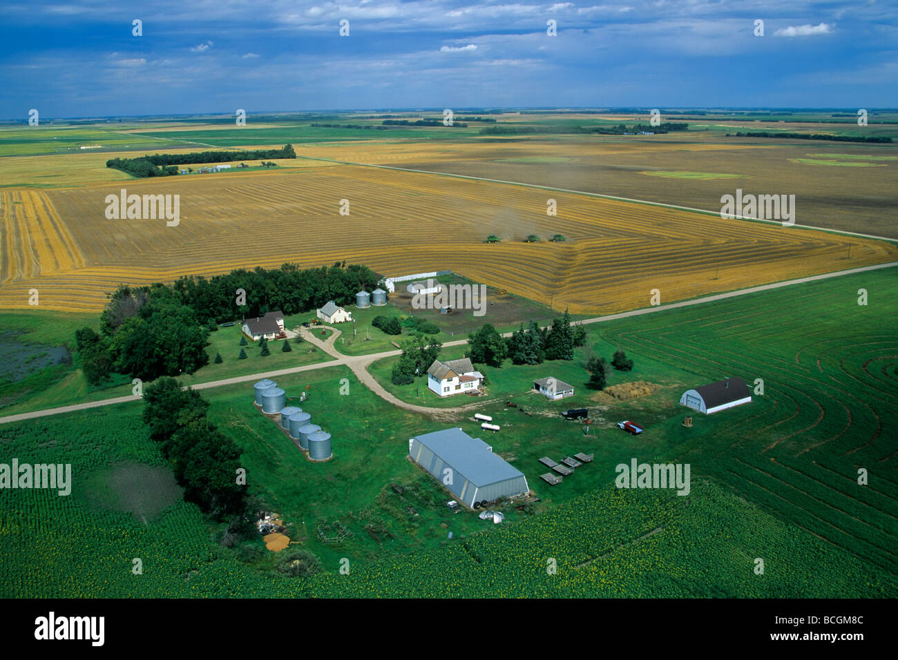 North Dakota farm with combines harvesting wheat in background near