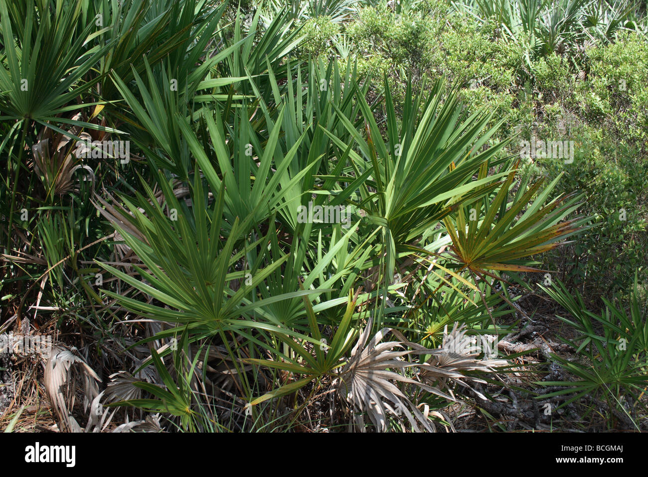 Saw palmetto (Serenoa repens) native plant to Central