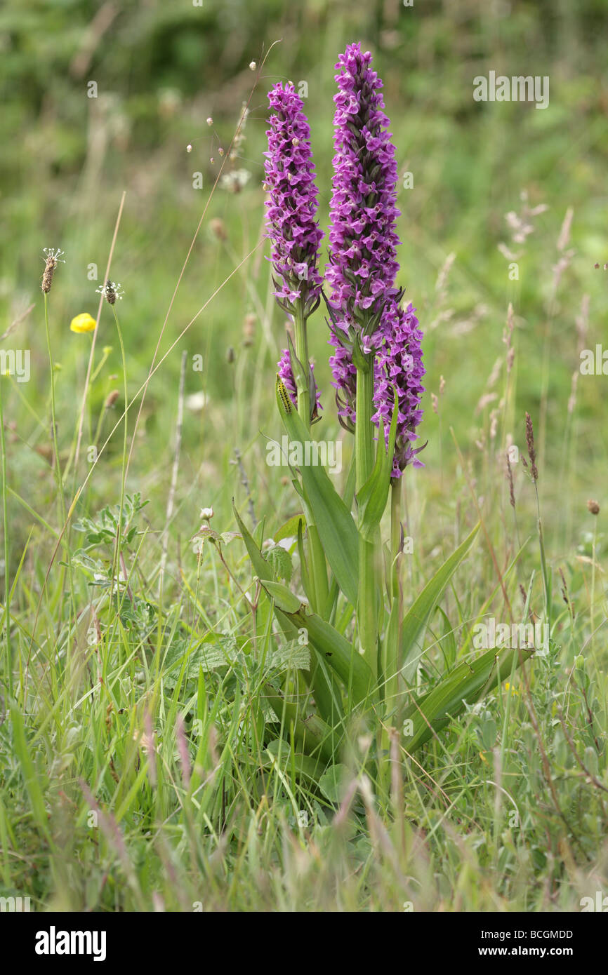 Southern Marsh Orchid Dactylorhiza praetermissa growing in wet dunes at Kenfig in South Wales Stock Photo