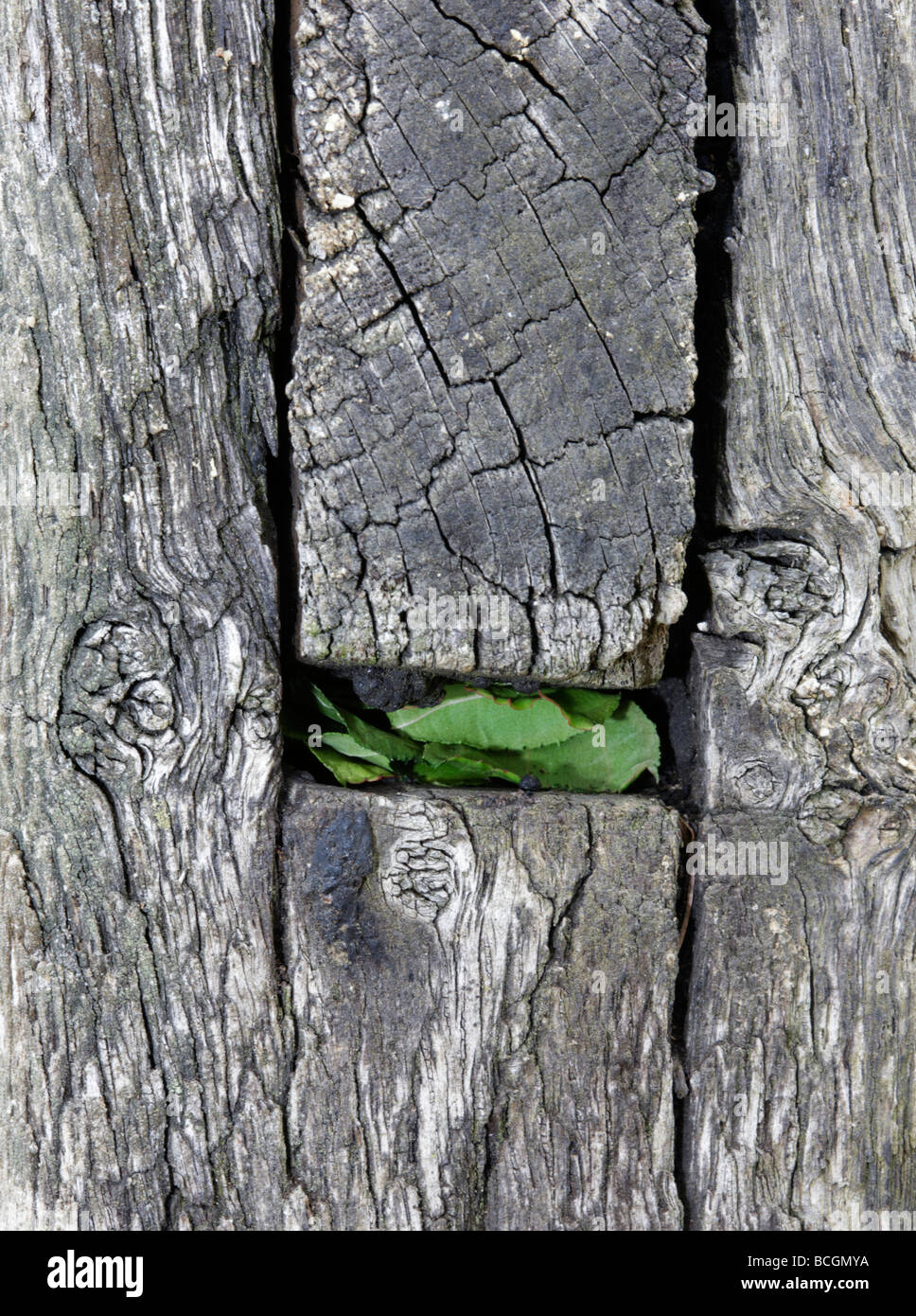 Megachile centuncularis leaf cutter Bee sealed nest Stock Photo